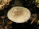 Amanita farinosa image