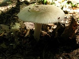 Amanita farinosa image