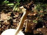 Amanita farinosa image