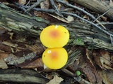 Amanita elongata image