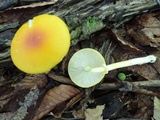 Amanita elongata image