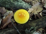 Amanita elongata image