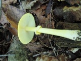 Amanita elongata image