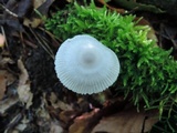 Amanita sect. Vaginatae image