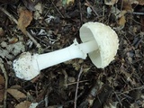 Amanita velatipes image