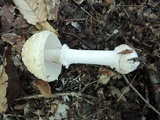 Amanita velatipes image