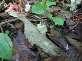 Helvellosebacina concrescens image