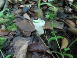 Helvellosebacina concrescens image