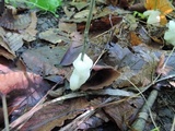 Helvellosebacina concrescens image