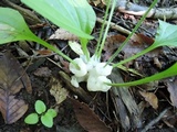 Helvellosebacina concrescens image