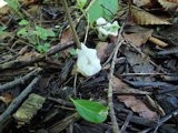 Helvellosebacina concrescens image