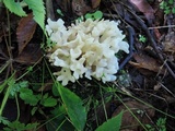 Sebacina sparassoidea image