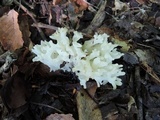 Sebacina sparassoidea image