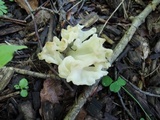 Sebacina sparassoidea image