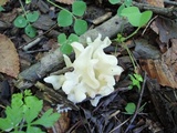 Sebacina sparassoidea image