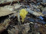 Clavulinopsis corniculata image