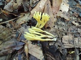 Clavulinopsis corniculata image