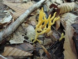 Clavulinopsis corniculata image