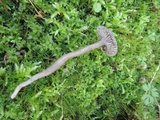Gliophorus irrigatus image