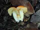 Hygrocybe aurantiosplendens image
