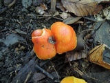 Hygrocybe aurantiosplendens image