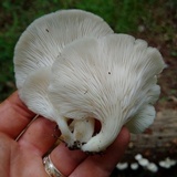 Pleurotus pulmonarius image