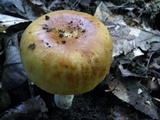 Russula foetentula image