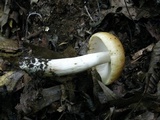 Russula foetentula image