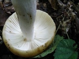 Russula foetentula image