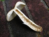 Russula foetentula image