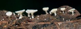 Lachnum virgineum image