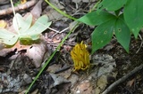 Clavulinopsis fusiformis image