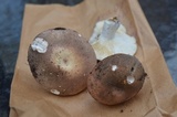 Russula variata image