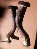Leccinellum albellum image