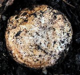 Agaricus lilaceps image