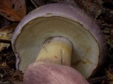 Tylopilus violatinctus image