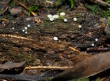Helicogloea compressa image