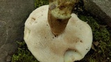 Tylopilus felleus image