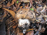 Agaricus lilaceps image