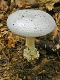 Amanita subcokeri image