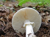 Amanita subcokeri image