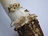 Amanita subcokeri image