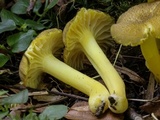 Hygrocybe caespitosa image