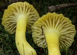 Hygrocybe caespitosa image