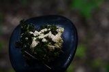 Postia ptychogaster image