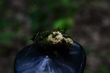 Postia ptychogaster image