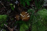 Xanthoconium affine image