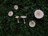 Amanita multisquamosa image