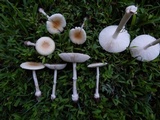 Amanita multisquamosa image