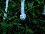 Amanita multisquamosa image